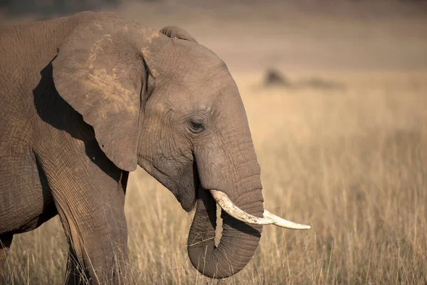 Jovem Elefante Africano Loxodonta Africana Caminhando Savana Reserva Jogo Masai — Fotografia de Stock