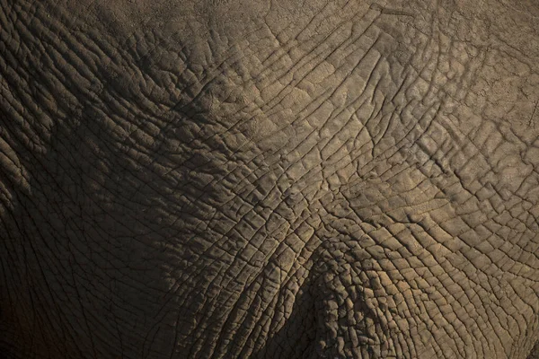 Afrikanischer Elefant Loxodonta Africana Nahaufnahme Der Haut — Stockfoto