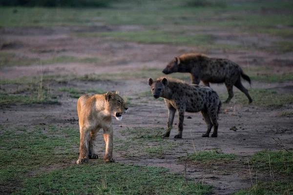 Африканський Лев Panthera Leo Жінка Атакує Хієну Крокуту Крокуту Ігровий — стокове фото