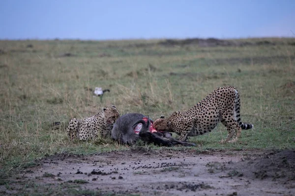 Гепарды Acinonyx Jubatus Пируют Кровавом Убийстве Масаи Мара Резерв Кения — стоковое фото