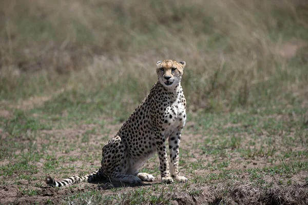 Guépard Acinonyx Jubatus Savane Réserve Chasse Masai Mara Kenya — Photo