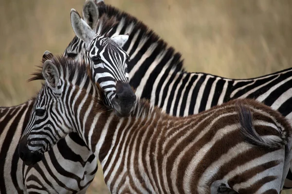Ομάδα Zebras Equus Burchellii Στη Σαβάνα Masai Mara Αποθεματικό Παιχνίδι — Φωτογραφία Αρχείου