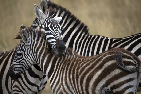 Group of Zebras (Equus burchellii) at savanna. Masai Mara game reserve. Kenya.