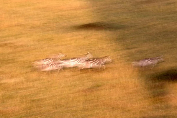 Група Зебр Equus Burchellii Савані Ігровий Заповідник Масаї Мара Кенія — стокове фото