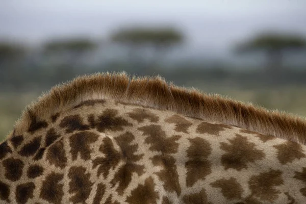 Jirafa Giraffa Camelopardalis Sabana Reserva Caza Masai Mara Kenia — Foto de Stock