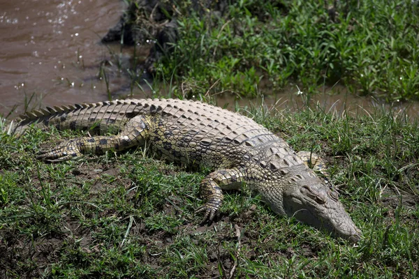 Nilkrokodil Crocodylus Niloticus Vatten Masai Mara Spelreservat Kenya — Stockfoto