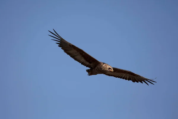 Flying White Backed Vulture Gyps Africanus Masai Mara Wildreservaat Kenia — Stockfoto