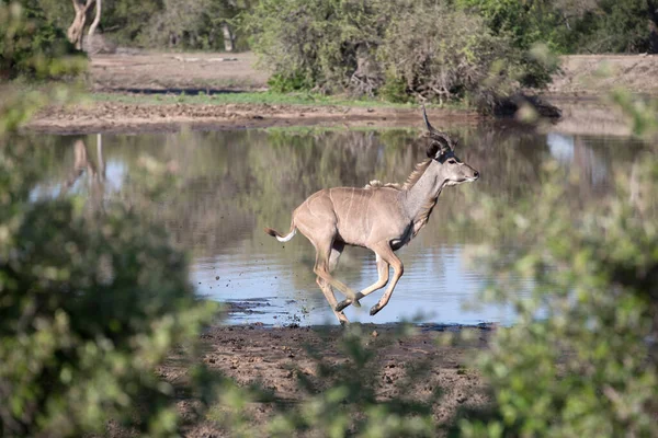 Кір Кір Пар Великий Куду Tragelaphus Strepsiceros — стокове фото