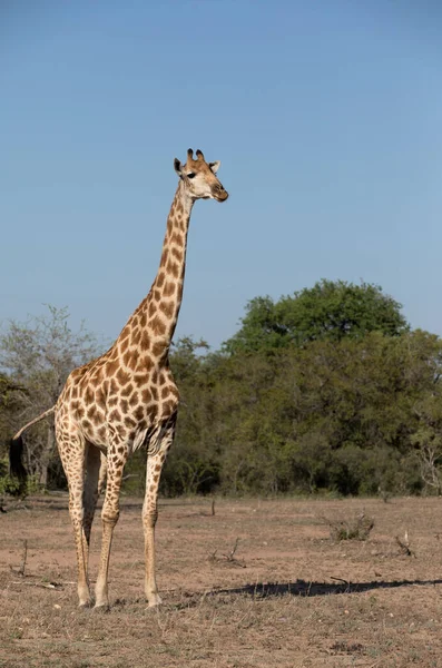 Καμηλοπάρδαλη Καμηλοπάρδαλη Giraffa Στη Σαβάνα Κηρ Κηρ Νότια Αφρική — Φωτογραφία Αρχείου