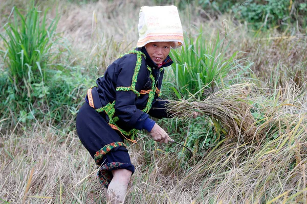 Campesina Cosechando Arroz Campo Lang Son Vietnam — Foto de Stock