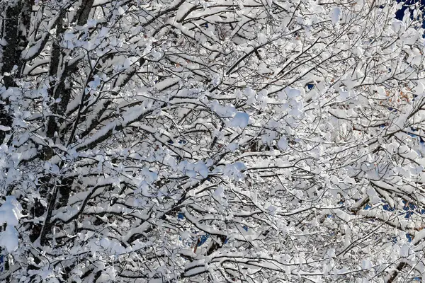 Французские Альпы Зимой Покрытое Снегом Дерево Сен Жерве Франция — стоковое фото