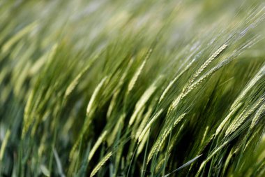 Buğday tarlası. Bitkiler ve tarım ekimi. 