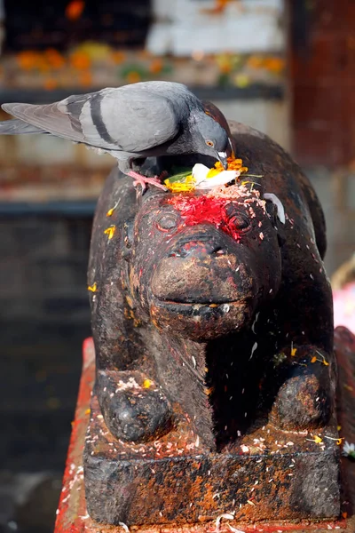 Una Estatua Nandi Toro Vehículo Shiva —  Fotos de Stock