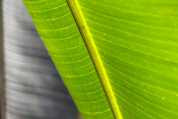식물원 바나나 — 스톡 사진