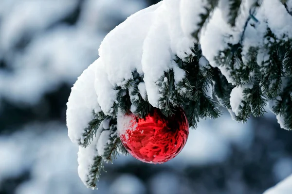 Choinka Zimą Dekoracjami Francja — Zdjęcie stockowe