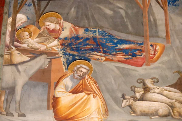 Scrovegnin Kappeli Fresco Giotolta 1300 Luvulta Kristuksen Nativituy Padovassa Italia — kuvapankkivalokuva