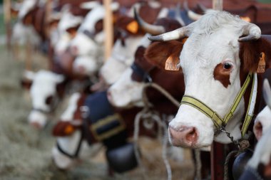 Abondance cow in the french Alps.  France. 