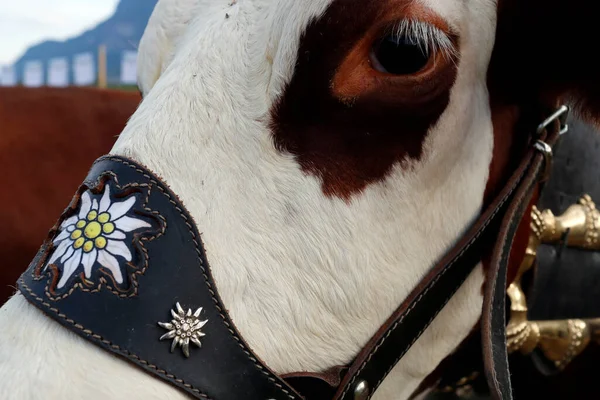 Abondance Cow French Alps Close France — 스톡 사진