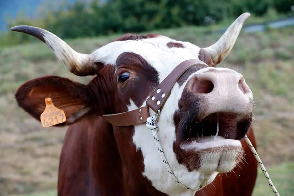 Abondance Cow Los Alpes Franceses Francia — Foto de Stock