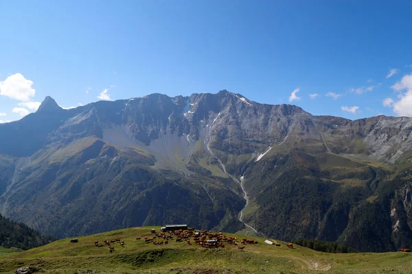 Alpy Francuskie Ser Beaufort Użyte Mleko Pochodzi Krów Tarine Które — Zdjęcie stockowe