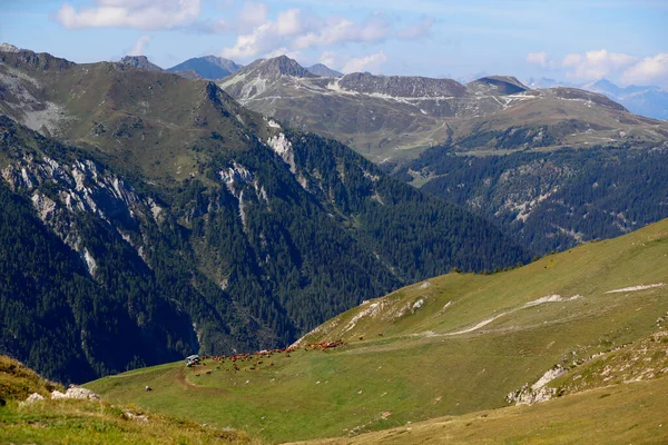 Fransız Alpleri. Beaufort peyniri. Kullanılan süt yüksek otlaklarda otlayan Tarine ineklerinden geliyor. Peisey Nancroix. Fransa. 