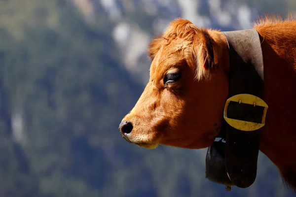 Alpes Françaises Fromage Beaufort Lait Utilisé Provient Des Vaches Tarines — Photo