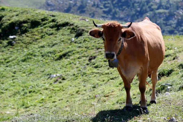 Alpes Françaises Fromage Beaufort Lait Utilisé Provient Des Vaches Tarines — Photo