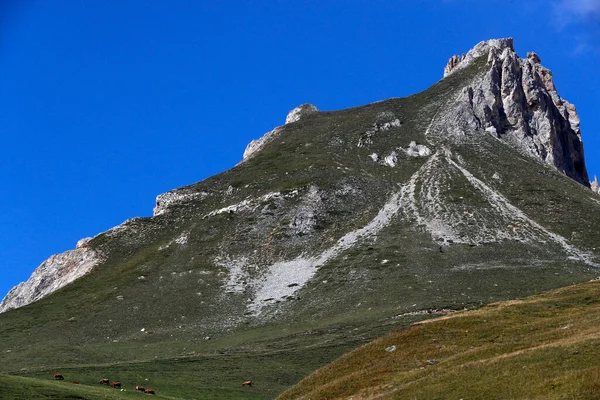 Alpy Francuskie Ser Beaufort Użyte Mleko Pochodzi Krów Tarine Które — Zdjęcie stockowe