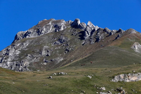 Alpy Francuskie Ser Beaufort Użyte Mleko Pochodzi Krów Tarine Które — Zdjęcie stockowe