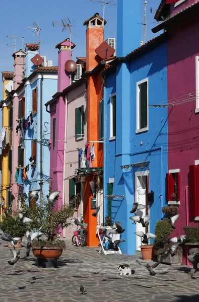 Mnohobarevné Domy Vesnici Burano Ptáci Kočka Itálie — Stock fotografie