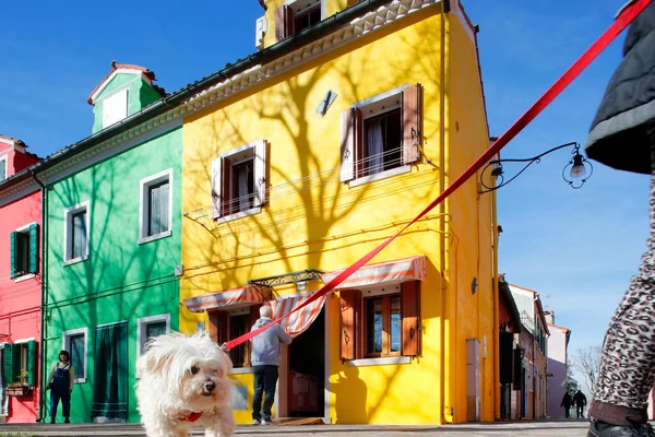 Multi Colored Houses Burano Village Dog Italy — Stock fotografie