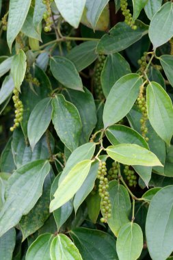 Biber ekimi. Kep 'te Tarım.