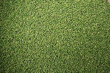 Biber çiftliğindeki sarmaşıklardan toplanmış yeşil biberler. Kep. Kamboçya. 