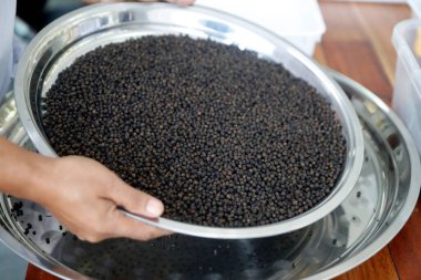 İşçi, Kamp Karabiberi 'ni hazırlıyor. Kampot biberi. Kamboçya. 