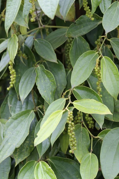 Biber ekimi. Kep 'te Tarım.