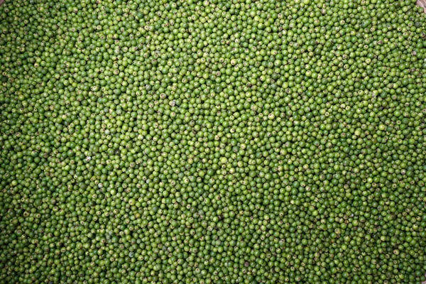 Biber çiftliğindeki sarmaşıklardan toplanmış yeşil biberler. Kep. Kamboçya. 