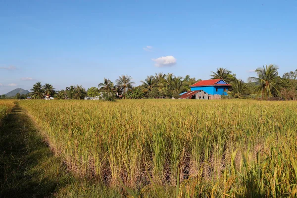 Asian Paddy Field Kep Cambodia — Zdjęcie stockowe