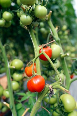 Organik hidroponik sebze çiftliği. Serada domates sıraları. Dalat. Vietnam. 