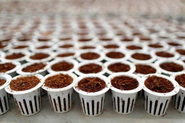 Organik hidroponik sebze çiftliği. Serada marul sıraları. Dalat. Vietnam. 