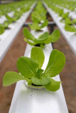 Organik hidroponik sebze çiftliği. Serada marul sıraları. Dalat. Vietnam. 