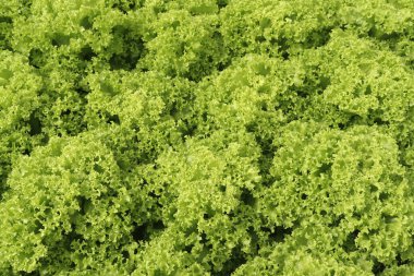 Organik hidroponik sebze çiftliği. Serada marul sıraları. Dalat. Vietnam. 