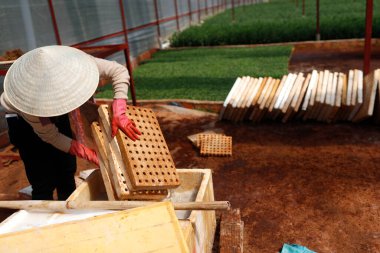 Vegetable farm. Woman working in greenhouse.  Dalat. Vietnam. 