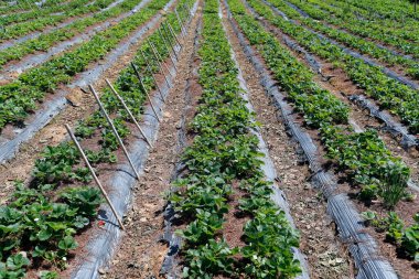 Serada çilek sıraları. Sebze çiftliği. Dalat. Vietnam. 