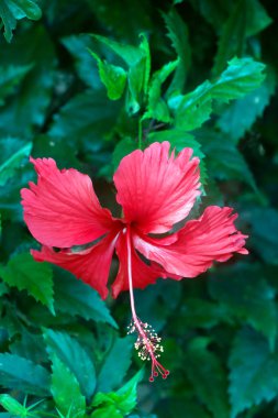 Kırmızı Hibiscus çiçeği. Cai Be. Vietnam. 