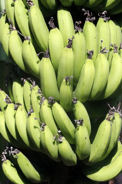 Ağaçta muz. Cai Be. Vietnam. 