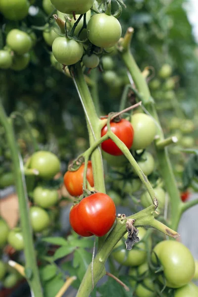 Organik hidroponik sebze çiftliği. Serada domates sıraları. Dalat. Vietnam. 