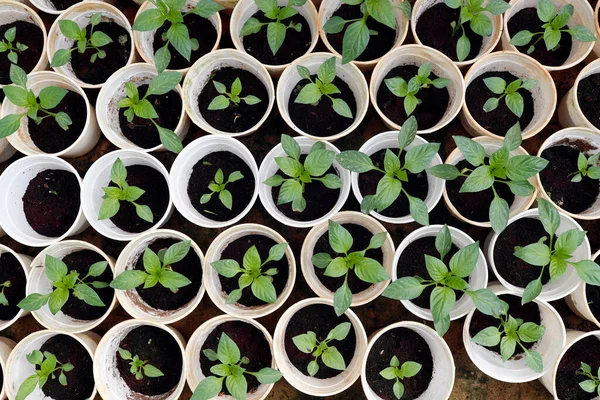 Organic Hydroponic Vegetable Farm Bell Peppers Greenhouse Dalat Vietnam — ストック写真