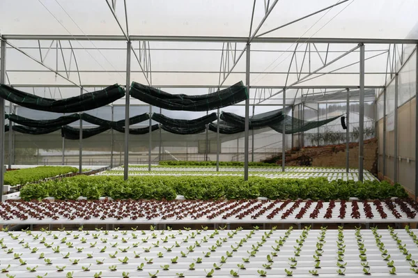 Organic Hydroponic Vegetable Farm Lettuce Rows Greenhouse Dalat Vietnam — Stock Photo, Image