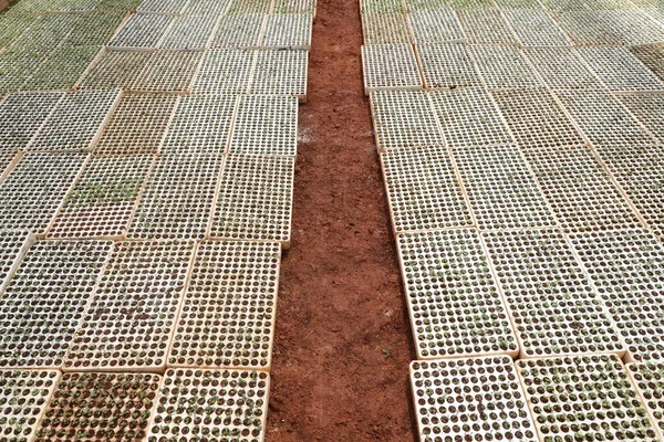 Vegetable Farm Greenhouse Dalat Vietnam — Stock Fotó