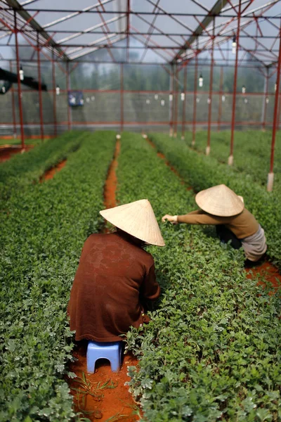 Vegetable farm. Women working in greenhouse.  Dalat. Vietnam.
